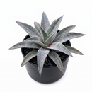 Mangave 'Silver Fox'