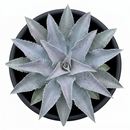 Mangave 'Silver Fox'