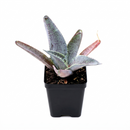Mangave 'Silver Fox'