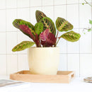 buy maranta red prayer plant live houseplant 6" cow pot online, lush tropical foliage with bold red fishbone veins and velvety dark green leaf surfaces, wide clumping spreading grower, nyctinastic prayer movement at nightfall, sustainable biodegradable pot, a unique boho decor piece and unforgettable gift for plant lovers