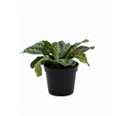 6" pot maranta black live houseplant for sale, deep forest green leaves with feathered silver stripe pattern, nyctinastic prayer plant movement, compact mounding growth form, high humidity tropical variety, lush terrarium or basket display, thoughtful housewarming gift