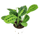 buy maranta lemon lime live houseplant 6" cow pot online, vivid lemon and lime variegated foliage with velvety texture and herringbone detailing, low bushy tropical growth form, high humidity and indirect light lover, pet friendly and non-toxic, a naturally humidifying addition to any indoor plant collection, a beautiful and eco-friendly gift for houseplant enthusiasts