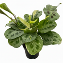 buy maranta variegated 'beauty kim' live houseplant 4" pot online, oval leaves with creamy yellow variegation and dark chocolate splotches, compact mounding growth habit, pet-safe easy-care tropical plant, vivid foliage adds color to any indoor space, beautiful addition to a boho or eclectic home decor, ideal gift for beginners and collectors alike
