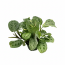 buy maranta variegated 'beauty kim' live houseplant 4" pot online, oval leaves with creamy yellow variegation and dark chocolate splotches, compact mounding growth habit, pet-safe easy-care tropical plant, vivid foliage adds color to any indoor space, beautiful addition to a boho or eclectic home decor, ideal gift for beginners and collectors alike