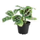 8" pot maranta green prayer plant live houseplant for sale, show-stopping mature plant with broad layered patterned leaves, distinctive dark splotch markings on light green background, rich silvery undersides with fine vein detail, wide trailing form perfect for hanging baskets, luxurious living room or office decor, exceptional gift for the plant enthusiast in your life