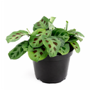 8" pot maranta green prayer plant live houseplant for sale, show-stopping mature plant with broad layered patterned leaves, distinctive dark splotch markings on light green background, rich silvery undersides with fine vein detail, wide trailing form perfect for hanging baskets, luxurious living room or office decor, exceptional gift for the plant enthusiast in your life