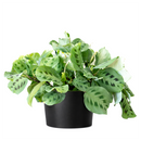 8" pot maranta green prayer plant live houseplant for sale, show-stopping mature plant with broad layered patterned leaves, distinctive dark splotch markings on light green background, rich silvery undersides with fine vein detail, wide trailing form perfect for hanging baskets, luxurious living room or office decor, exceptional gift for the plant enthusiast in your life
