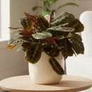 buy maranta red prayer plant live houseplant 6" cow pot online, lush tropical foliage with bold red fishbone veins and velvety dark green leaf surfaces, wide clumping spreading grower, nyctinastic prayer movement at nightfall, sustainable biodegradable pot, a unique boho decor piece and unforgettable gift for plant lovers