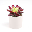 Aeonium Mardi Gras Rosettes