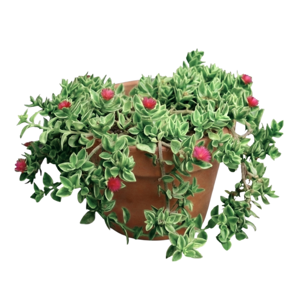 heartleaf ice plant succulent care Heartleaf Ice Plant