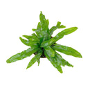 buy microsorum diversifolium (kangaroo paw fern) live houseplant 4" pot online, rich emerald green leathery fronds with wavy asymmetrical edges, wide low-growing spreading silhouette, thrives in bathrooms and kitchens with natural moisture, non-toxic and easy to maintain year round, an ideal heirloom houseplant and heartfelt green gift