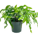 buy microsorum diversifolium (kangaroo paw fern) live houseplant 4" pot online, rich emerald green leathery fronds with wavy asymmetrical edges, wide low-growing spreading silhouette, thrives in bathrooms and kitchens with natural moisture, non-toxic and easy to maintain year round, an ideal heirloom houseplant and heartfelt green gift