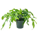 buy microsorum diversifolium (kangaroo paw fern) live houseplant 4" pot online, rich emerald green leathery fronds with wavy asymmetrical edges, wide low-growing spreading silhouette, thrives in bathrooms and kitchens with natural moisture, non-toxic and easy to maintain year round, an ideal heirloom houseplant and heartfelt green gift