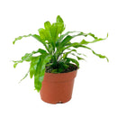 buy microsorum diversifolium (kangaroo paw fern) live houseplant 4" pot online, rich emerald green leathery fronds with wavy asymmetrical edges, wide low-growing spreading silhouette, thrives in bathrooms and kitchens with natural moisture, non-toxic and easy to maintain year round, an ideal heirloom houseplant and heartfelt green gift