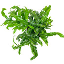 buy microsorum diversifolium (kangaroo paw fern) live houseplant 4" pot online, rich emerald green leathery fronds with wavy asymmetrical edges, wide low-growing spreading silhouette, thrives in bathrooms and kitchens with natural moisture, non-toxic and easy to maintain year round, an ideal heirloom houseplant and heartfelt green gift