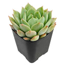 Echeveria Mindo Ilin