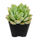 Echeveria Mindo Ilin