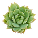Echeveria Mindo Ilin