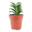 buy zamioculcas zamiifolia 'zenzi' (dwarf zz plant) live houseplant 3 inch online, slow-growing dwarf cultivar with glossy forest green pinnate leaves, compact architectural silhouette, rhizome-based water storage for drought resilience, suits tabletops and grower pot display, makes a charming and nearly indestructible gift for beginners and collectors alike
