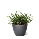 buy mistletoe cactus live cactus 4" pot online, delicate cascading green stems with pendant branching form, translucent white mistletoe-like berries on mature plants, slow-growing and long-lived, ideal for shelves or hanging hooks in indirect light, a rare and thoughtful plant gift for any occasion