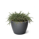 buy mistletoe cactus live cactus 4" pot online, delicate cascading green stems with pendant branching form, translucent white mistletoe-like berries on mature plants, slow-growing and long-lived, ideal for shelves or hanging hooks in indirect light, a rare and thoughtful plant gift for any occasion