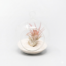 Modern tabletop air plant arrangement with sand, Low maintenance hanging indoor plant terrarium, DIY air plant gift for weddings and party favors