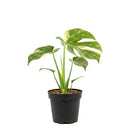 buy monstera 'thai constellation' live houseplant 2" pot online, rare starter tropical aroid with constellation-patterned cream and green variegation on smooth young leaves, slow-growing upright climber from thai tissue culture origins, thrives with humidity support and bright filtered light, a one-of-a-kind celestial gift for plant parents of all levels