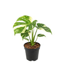 buy monstera 'thai constellation' live houseplant 2" pot online, rare starter tropical aroid with constellation-patterned cream and green variegation on smooth young leaves, slow-growing upright climber from thai tissue culture origins, thrives with humidity support and bright filtered light, a one-of-a-kind celestial gift for plant parents of all levels