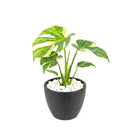 buy monstera 'thai constellation' live houseplant 2" pot online, rare starter tropical aroid with constellation-patterned cream and green variegation on smooth young leaves, slow-growing upright climber from thai tissue culture origins, thrives with humidity support and bright filtered light, a one-of-a-kind celestial gift for plant parents of all levels