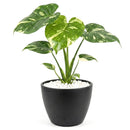 buy monstera 'thai constellation' live houseplant 2" pot online, rare starter tropical aroid with constellation-patterned cream and green variegation on smooth young leaves, slow-growing upright climber from thai tissue culture origins, thrives with humidity support and bright filtered light, a one-of-a-kind celestial gift for plant parents of all levels
