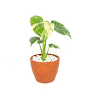 buy monstera 'thai constellation' live houseplant 2" pot online, rare starter tropical aroid with constellation-patterned cream and green variegation on smooth young leaves, slow-growing upright climber from thai tissue culture origins, thrives with humidity support and bright filtered light, a one-of-a-kind celestial gift for plant parents of all levels