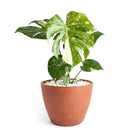 buy monstera 'thai constellation' live houseplant 2" pot online, rare starter tropical aroid with constellation-patterned cream and green variegation on smooth young leaves, slow-growing upright climber from thai tissue culture origins, thrives with humidity support and bright filtered light, a one-of-a-kind celestial gift for plant parents of all levels