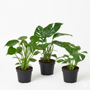 4 inch Monstera Bundle, 4 inch houseplants for sale, buy live plants online, Monstera Bundle near me