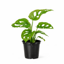 monstera adansonii swiss cheese, monstera adansonii swiss cheese plant, swiss cheese monstera adansonii, swiss cheese plant monstera adansonii