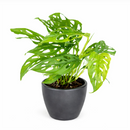 monstera adansonii swiss cheese, monstera adansonii swiss cheese plant, swiss cheese monstera adansonii, swiss cheese plant monstera adansonii