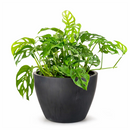 monstera adansonii swiss cheese, monstera adansonii swiss cheese plant, swiss cheese monstera adansonii, swiss cheese plant monstera adansonii