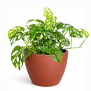 monstera adansonii swiss cheese, monstera adansonii swiss cheese plant, swiss cheese monstera adansonii, swiss cheese plant monstera adansonii