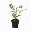 buy monstera adansonii 'swiss cheese variegated' live houseplant 4" pot online, distinctive cream and forest green variegated leaf pattern, natural fenestrations throughout each unique leaf, vigorous vining growth with aerial roots, humidity-loving tropical climber, stunning bohemian statement plant for any indoor jungle, rare houseplant gift for collectors and enthusiasts