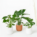 4 inch Monstera Bundle, 4 inch houseplants for sale, buy live plants online, Monstera Bundle near me