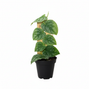 6" pot monstera 'dubia' (shingle plant) - live plants live houseplant for sale, deep forest green and silver patterned juvenile leaves, climbing vining growth habit on moss pole, small overlapping shingle-effect foliage, high humidity tropical houseplant, architectural botanical accent for home interiors, rare exotic plant gift for aroid enthusiasts