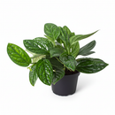 8" pot monstera 'peru' live houseplant for sale, mature full vining specimen, rich dark green ridged foliage, bold sculptural leaf texture, vigorous aerial root climber, dramatic floor or statement plant display, long-lived heirloom tropical houseplant gift