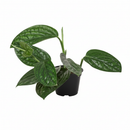 8" pot monstera 'peru' live houseplant for sale, mature full vining specimen, rich dark green ridged foliage, bold sculptural leaf texture, vigorous aerial root climber, dramatic floor or statement plant display, long-lived heirloom tropical houseplant gift