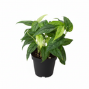 Monstera Siltepecana Rare Silver Monstera Vine 4 inch grower pot for sale, Philodendron Silver Queen Plant for Home Decoration