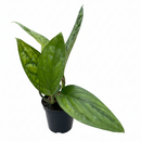 8" pot monstera 'peru' live houseplant for sale, mature full vining specimen, rich dark green ridged foliage, bold sculptural leaf texture, vigorous aerial root climber, dramatic floor or statement plant display, long-lived heirloom tropical houseplant gift