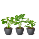 4 inch Monstera Bundle, 4 inch houseplants for sale, buy live plants online, Monstera Bundle near me