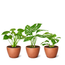 4 inch Monstera Bundle, 4 inch houseplants for sale, buy live plants online, Monstera Bundle near me