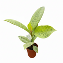 6" pot ficus 'shivereana' (moonshine) live houseplant for sale, lush mottled foliage with silvery cream and soft green marbling, upright tree-like silhouette, slow-growing air-purifying houseplant, eye-catching rare rubber tree cultivar, sophisticated decor statement for offices and living spaces, coveted collector plant gift