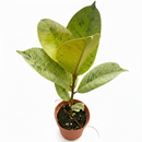 6" pot ficus 'shivereana' (moonshine) live houseplant for sale, lush mottled foliage with silvery cream and soft green marbling, upright tree-like silhouette, slow-growing air-purifying houseplant, eye-catching rare rubber tree cultivar, sophisticated decor statement for offices and living spaces, coveted collector plant gift
