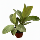 6" pot ficus 'shivereana' (moonshine) live houseplant for sale, lush mottled foliage with silvery cream and soft green marbling, upright tree-like silhouette, slow-growing air-purifying houseplant, eye-catching rare rubber tree cultivar, sophisticated decor statement for offices and living spaces, coveted collector plant gift