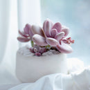 Pink Moonstones Pachyphytum Oviferum